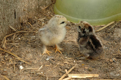 Chick 2 (Stuffings)