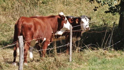 Cow moos 1