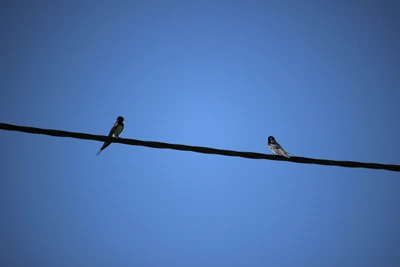 Swallows 1