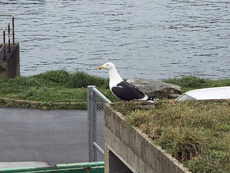 Gulls on the harbor