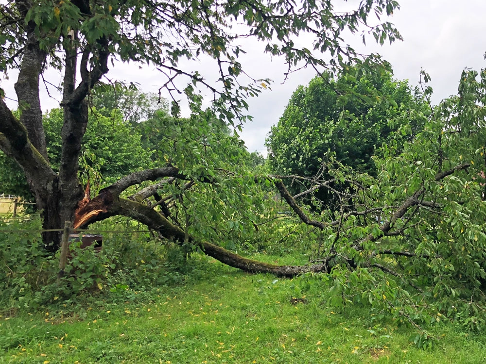Tree sound