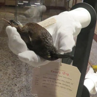 Kauaʻi ʻōʻō